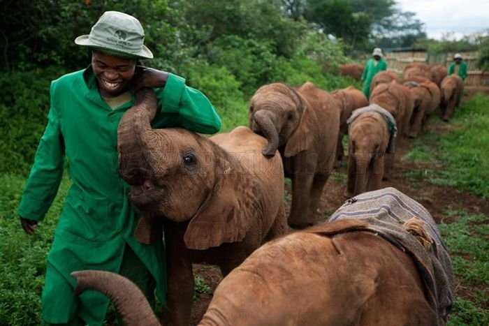 David & Daphne Sheldrick Elephant Orphanage