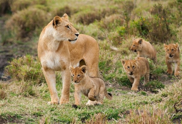 lion and cabs