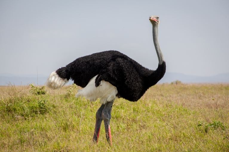 somali Ostrich